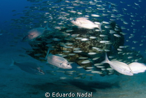 goliath grouper by Eduardo Nadal 